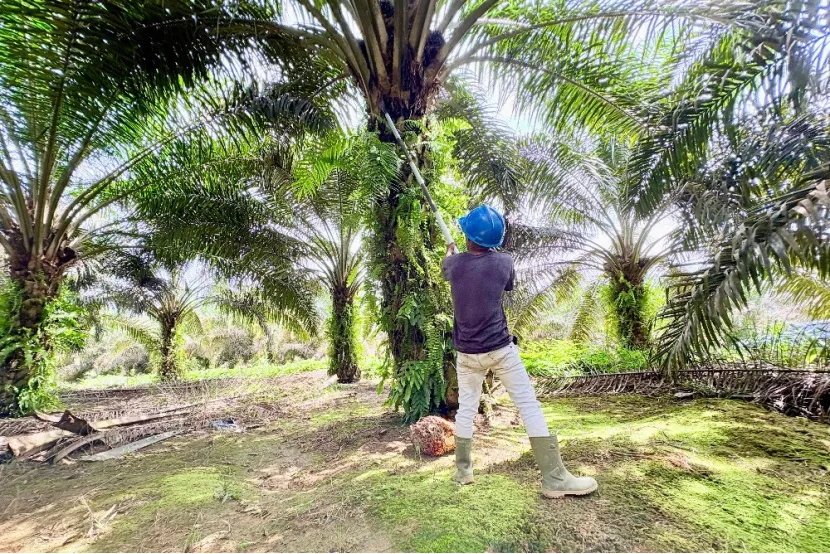 Indonesia Cracks Down on Under-declared Palm Oil and Coal Export Values