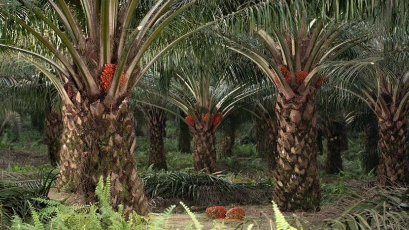 Indonesian Government Plans to Vigorously Develop Palm Oil Downstream Industry
