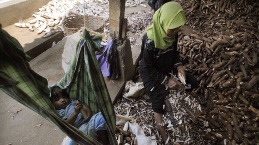 Indonesia Restricts Cassava and Ethanol Imports to Protect Farmers' Interests