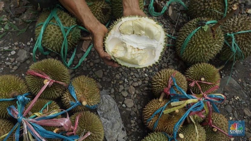 China Rencanakan Impor Durian dari Indonesia Senilai Rp129,6 Triliun