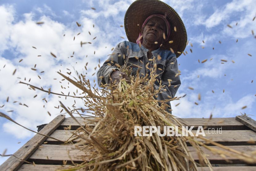 Kerja Sama Tiongkok-Indonesia Dorong Pengembangan Produksi Padi