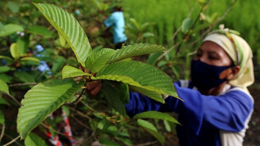Indonesia Plans to Develop Downstream Kratom Industry